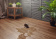 Кварц-виниловый LVT ламинат AquaFloor RealWood Glue / РеалВуд Глу AF6051 Glue Кварц-виниловый LVT ламинат AquaFloor RealWood Glue / РеалВуд Глу AF6051 Glue